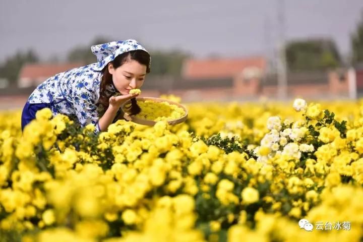 云臺冰菊基地發(fā)生了什么？一批批領(lǐng)導(dǎo)專家團隊前來！